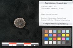 Foto (Objekt + Etikett) von Phymatocaryon mackayi F.V. Mueller (NHMW-GEO-2024-0188-10449)